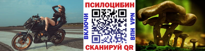 Купить  Бийск  Галлюциногенные грибы Psilocybe 